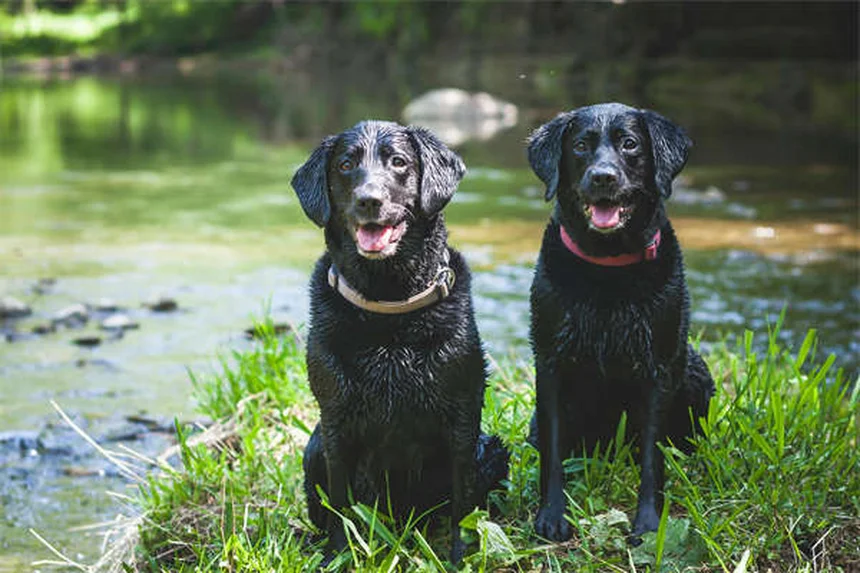 Benadryl for Dogs: Safe Dosage & When to Use It