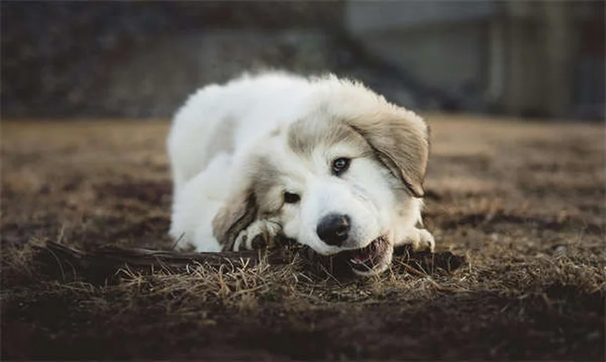 Benadryl for Dogs: Safe Dosage & When to Use It